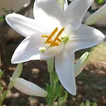 Aurasia Bed & Breakfast 4*