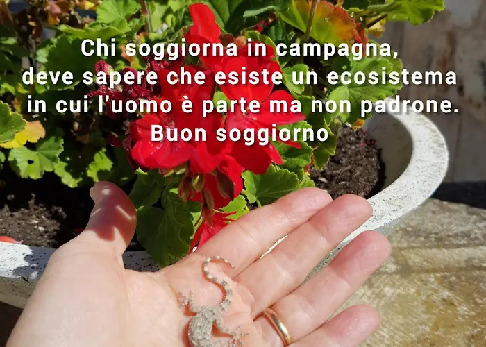 Aurasia 4* أوستوني