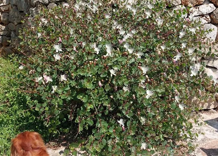 Aurasia فندق مبيت وإفطار أوستوني