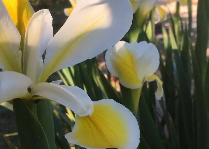 Aurasia ベッド・アンド・ブレックファスト