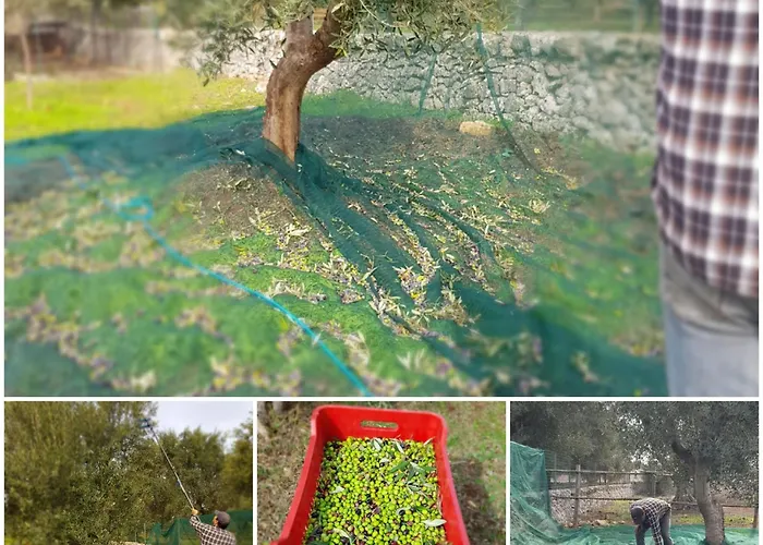 فندق مبيت وإفطار Aurasia أوستوني