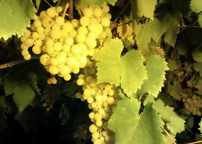 Aurasia ベッド・アンド・ブレックファスト オストゥーニ