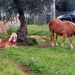 Aurasia فندق مبيت وإفطار أوستوني