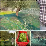 فندق مبيت وإفطار Aurasia أوستوني