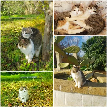 Aurasia Oda ve Kahvaltı