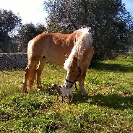 Aurasia Oda ve Kahvaltı