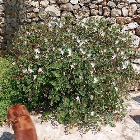 Trulli Aurasia Holiday home Ostuni