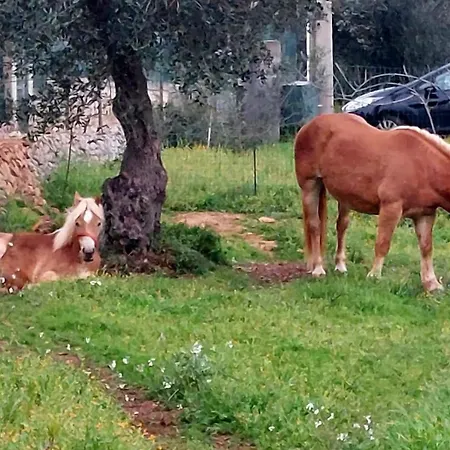 Aurasia Bed & Breakfast Ostuni
