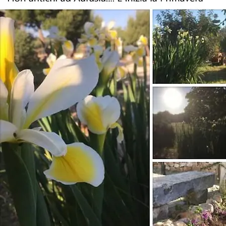 Nocleg ze śniadaniem Aurasia Ostuni