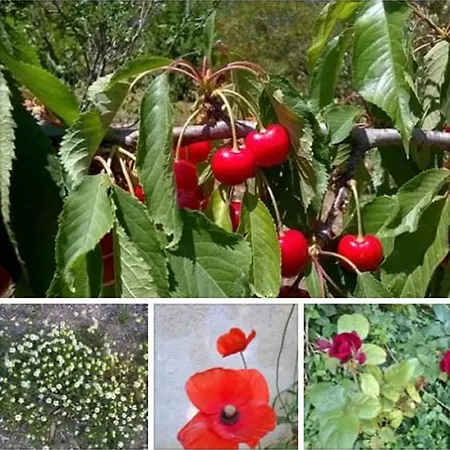 Nocleg ze śniadaniem Aurasia Ostuni