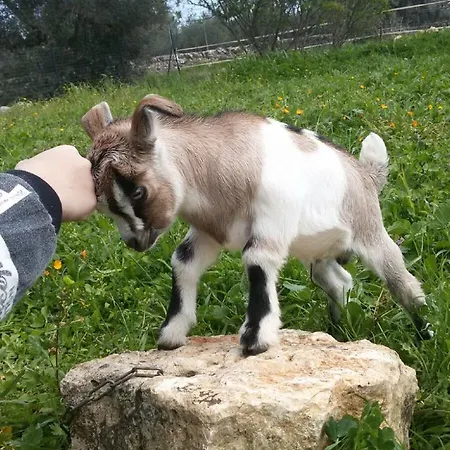 Nocleg ze śniadaniem Aurasia Ostuni