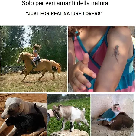 Aurasia