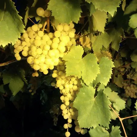 Aurasia Oda ve Kahvaltı Ostuni