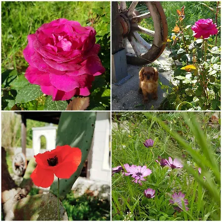 Aurasia Oda ve Kahvaltı 4*