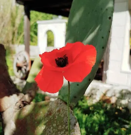 Oda ve Kahvaltı Aurasia 4*