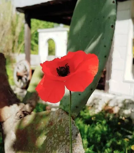 Bed & Breakfast Aurasia 4*